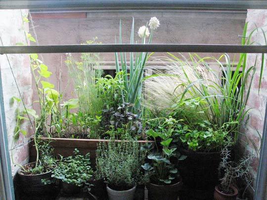 Make Mini Herb Garden On A Windowsill  Just For Beauty and Home